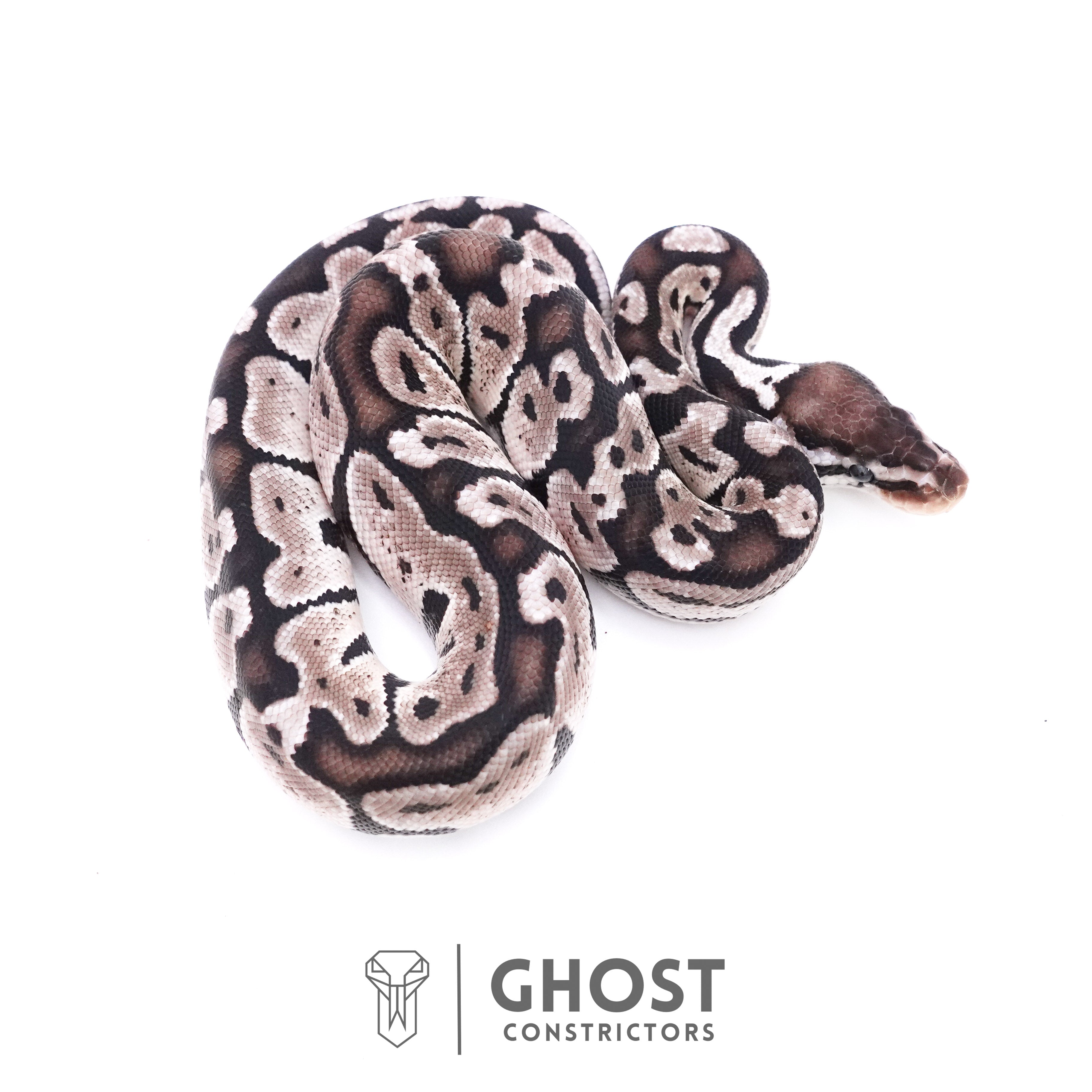 Pastel Vpi Ball Python VPI Axanthic Ball Pythons for Sale | Rare Silver & Black Morphs – Ghost ...