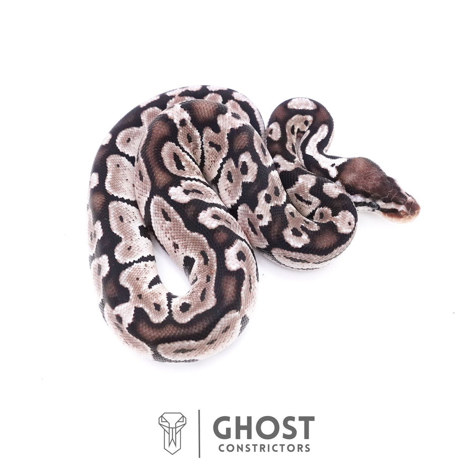 Axanthic Freeway Ball Python VPI Axanthic Ball Pythons for Sale | Rare Silver & Black Morphs – Ghost ...