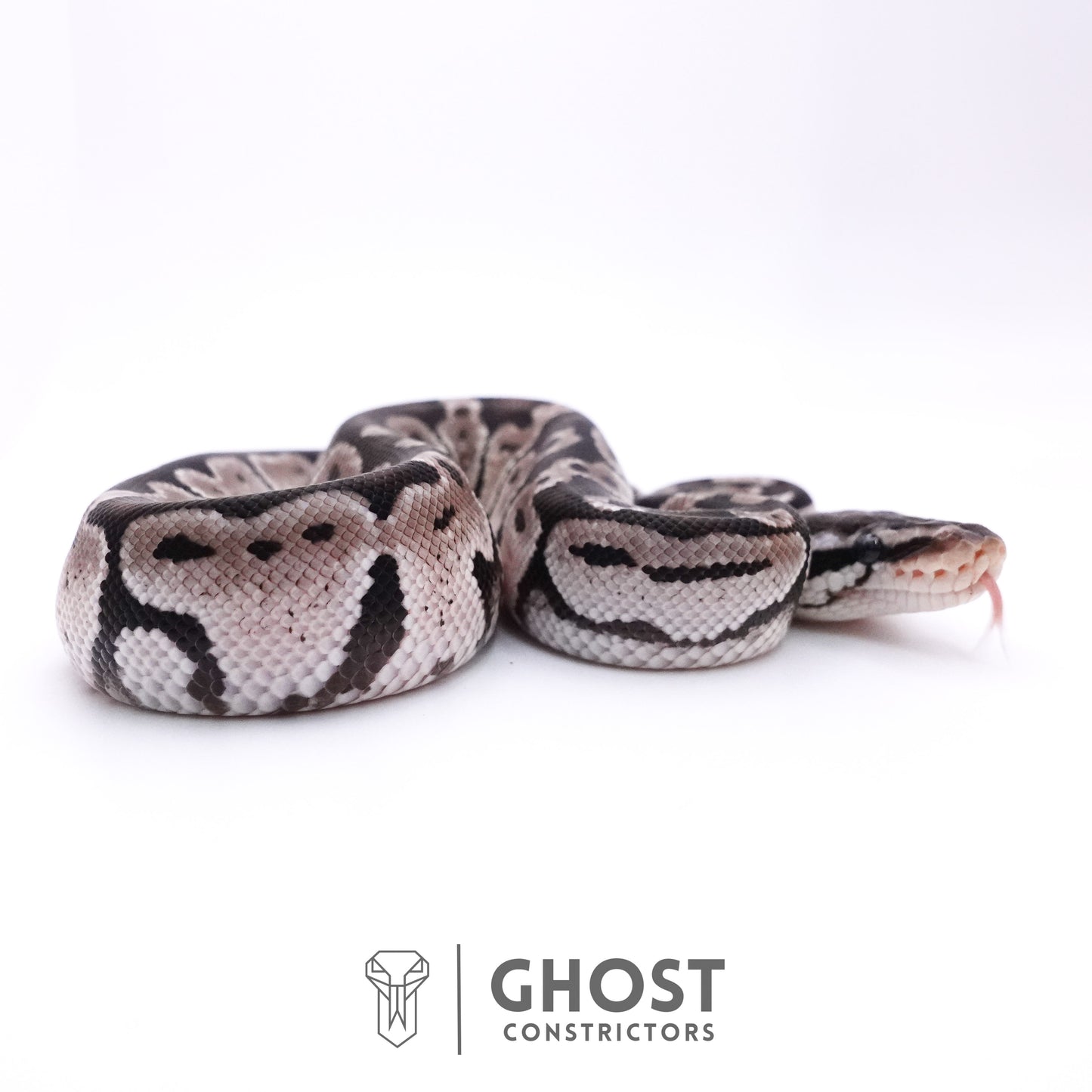 Pastel Axanthic VPI Ball Python