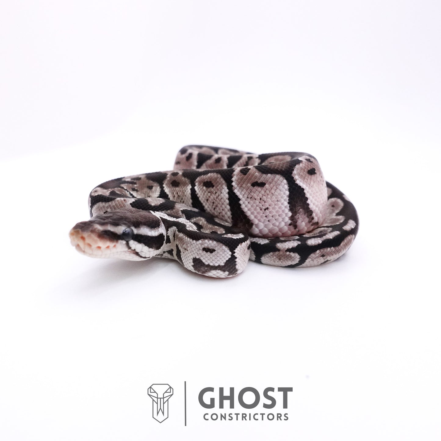 Pastel Axanthic VPI Ball Python