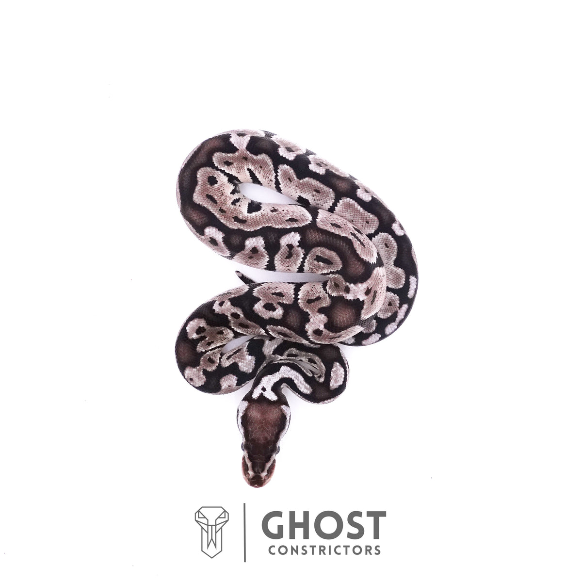 Pastel Axanthic VPI Ball Python — Female, 2025 hatch, captive-bred by Ghost Constrictors