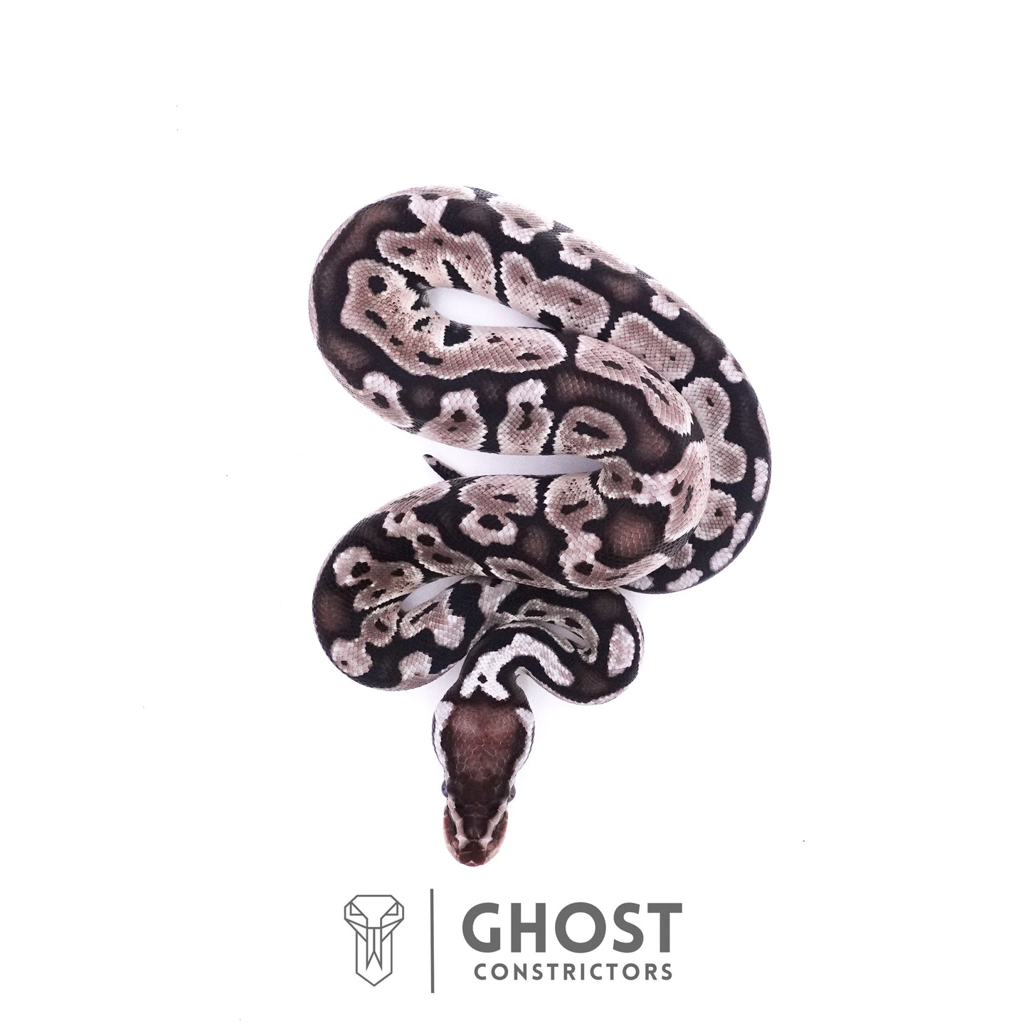 Pastel Axanthic VPI Ball Python