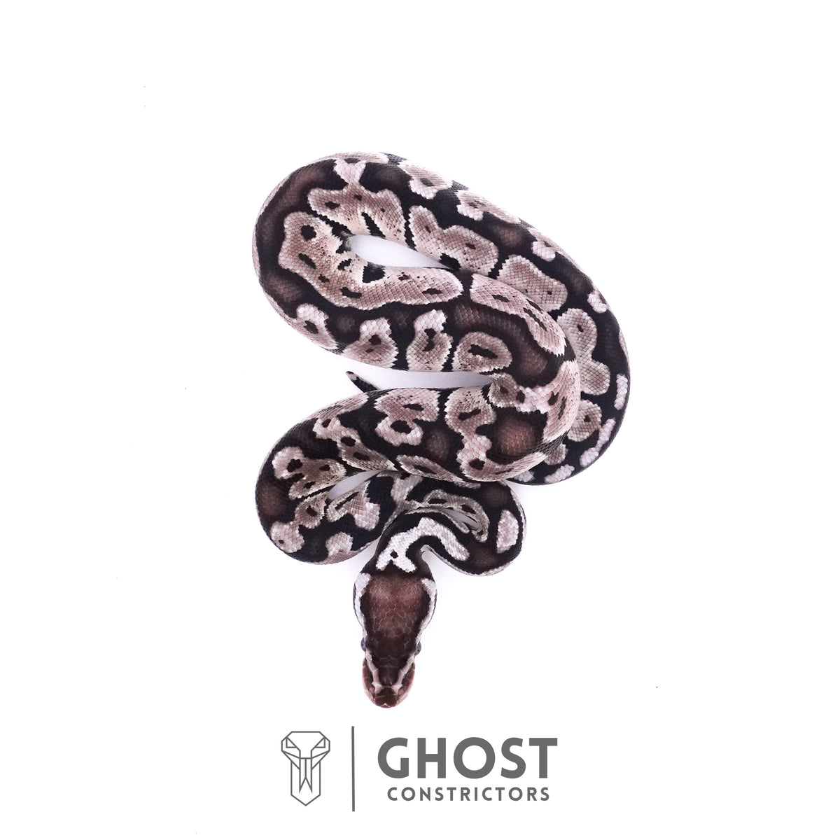 Pastel Axanthic VPI Ball Python — Female, 2025 hatch, captive-bred by Ghost Constrictors
