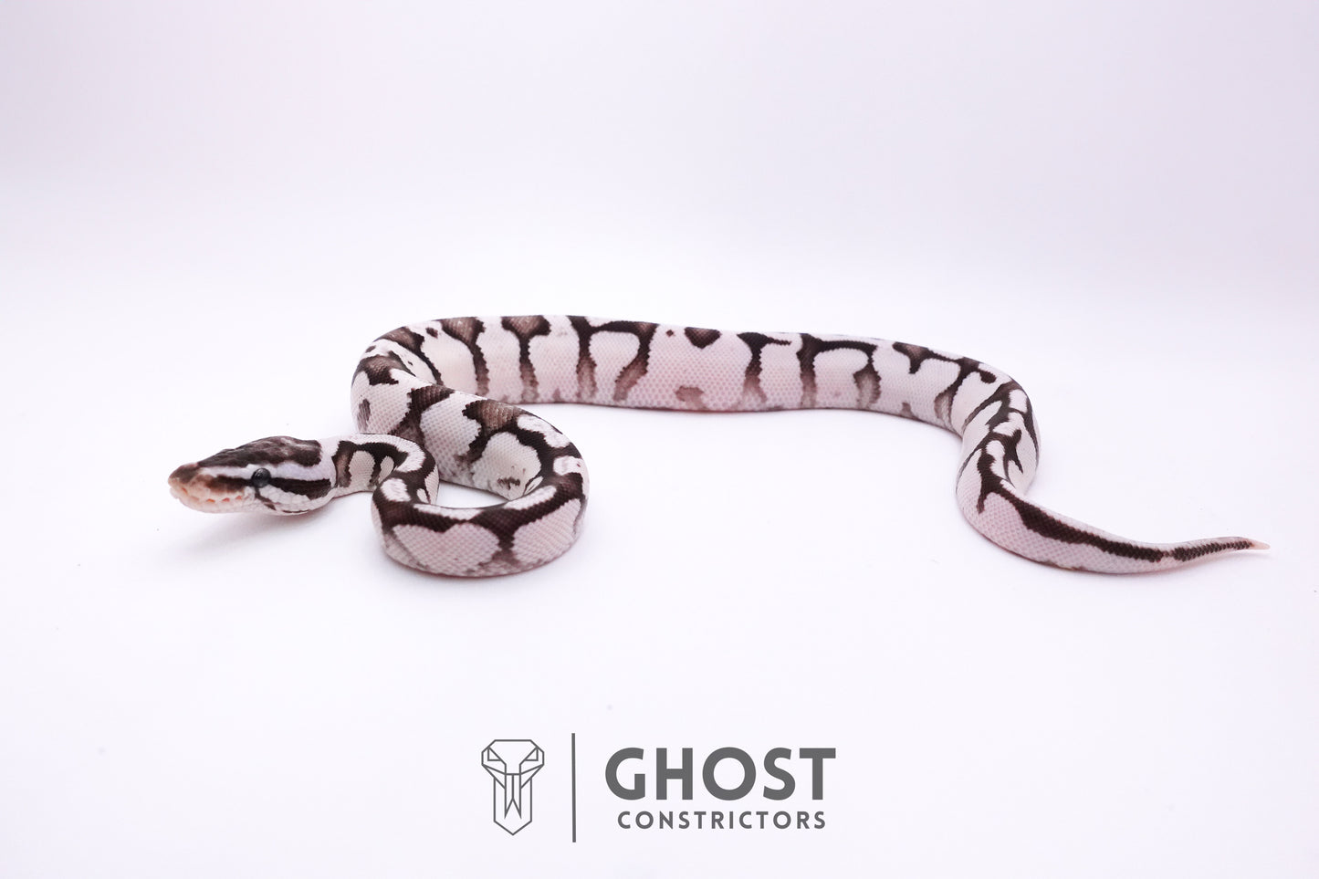 Fire Enchi Axanthic VPI Ball Python