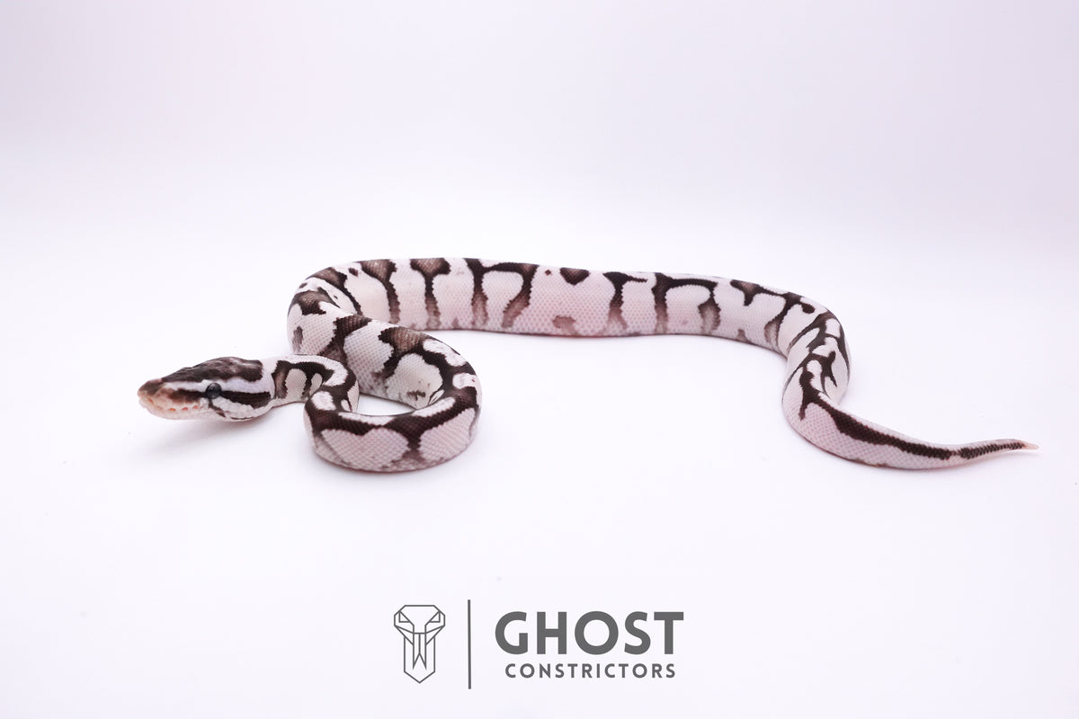 Fire Enchi Axanthic VPI Ball Python — Male, 2025 hatch, captive-bred by Ghost Constrictors