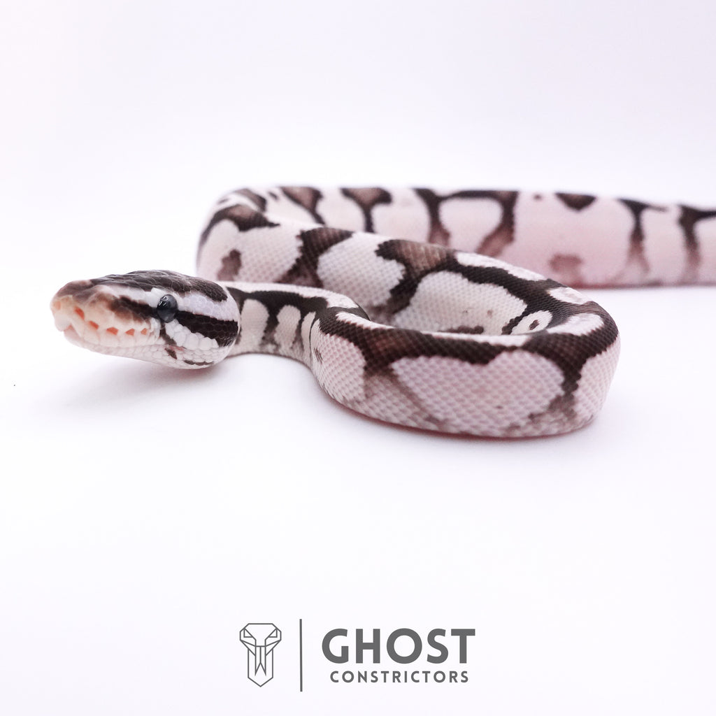 Fire Enchi Axanthic VPI Ball Python — Male, 2025 hatch, captive-bred by Ghost Constrictors