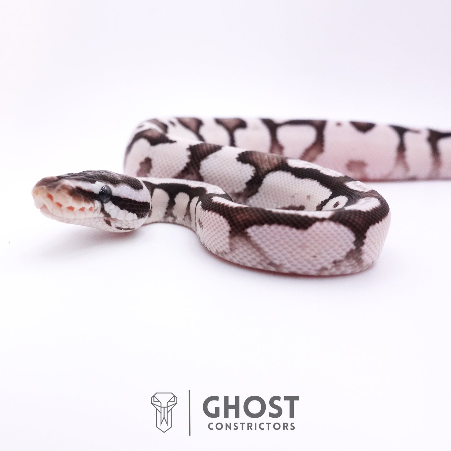 Fire Enchi Axanthic VPI Ball Python