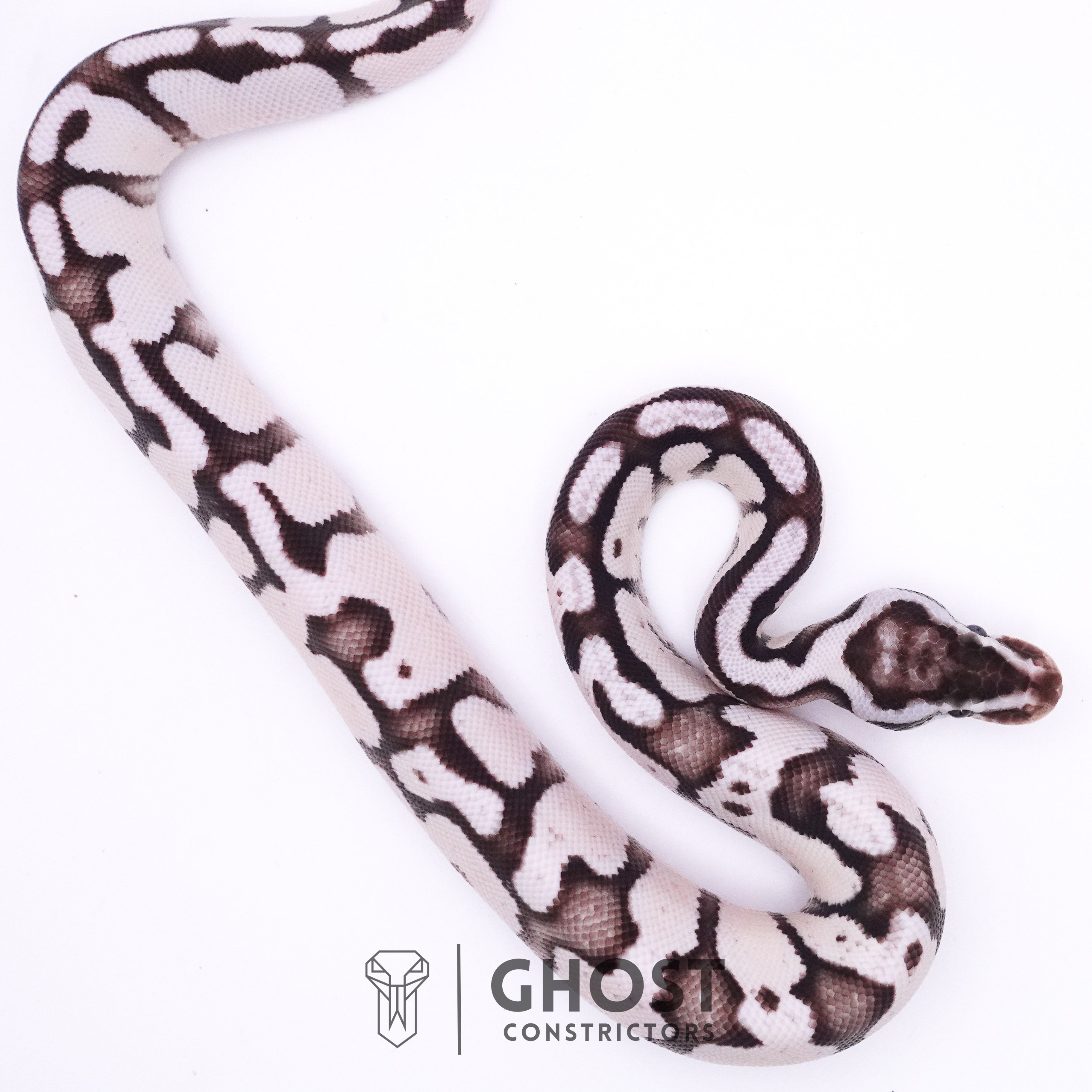 Pastel Vpi Ball Python VPI Axanthic Ball Pythons for Sale | Rare Silver & Black Morphs – Ghost ...