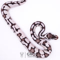 Fire Enchi Axanthic VPI Ball Python — Male, 2025 hatch, captive-bred by Ghost Constrictors