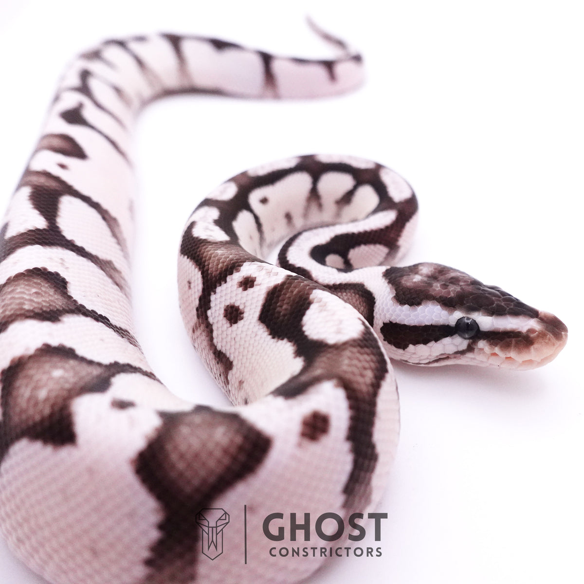 Fire Enchi Axanthic VPI Ball Python — Male, 2025 hatch, captive-bred by Ghost Constrictors
