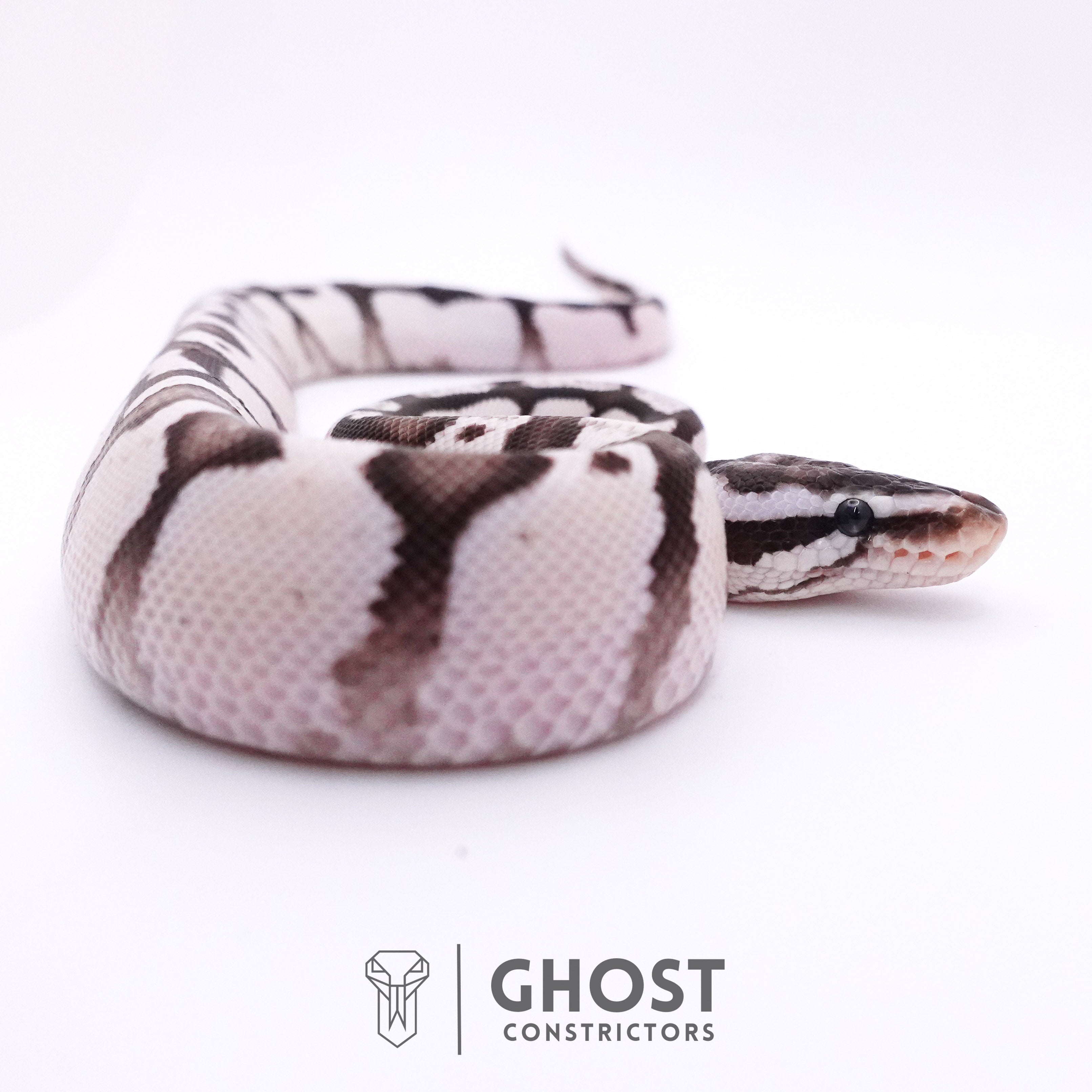 新品✨定価16,500円 Python 　BLACKほか　大幅お値下げ‼️ Cinnamon Ball Pythons for Sale | Buy Captive-Bred Cinnamon Ball