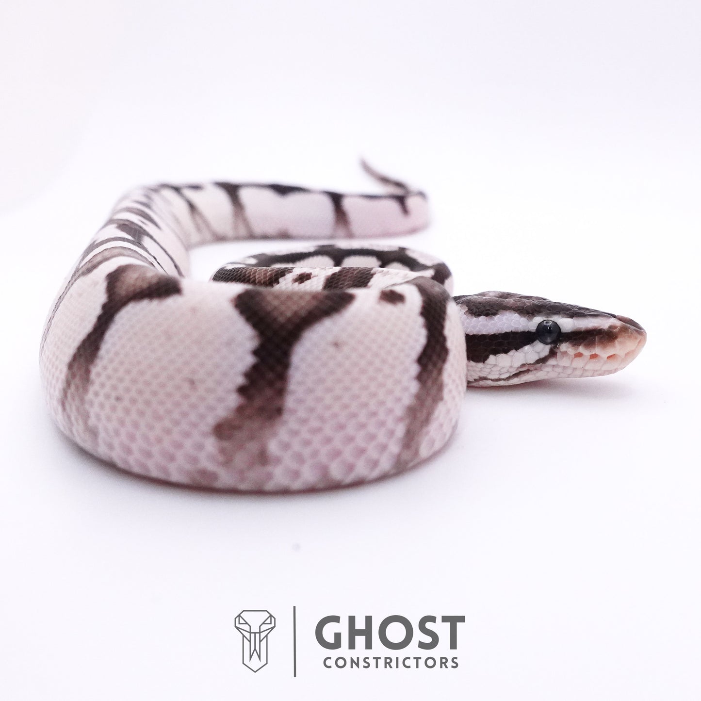 Fire Enchi Axanthic VPI Ball Python