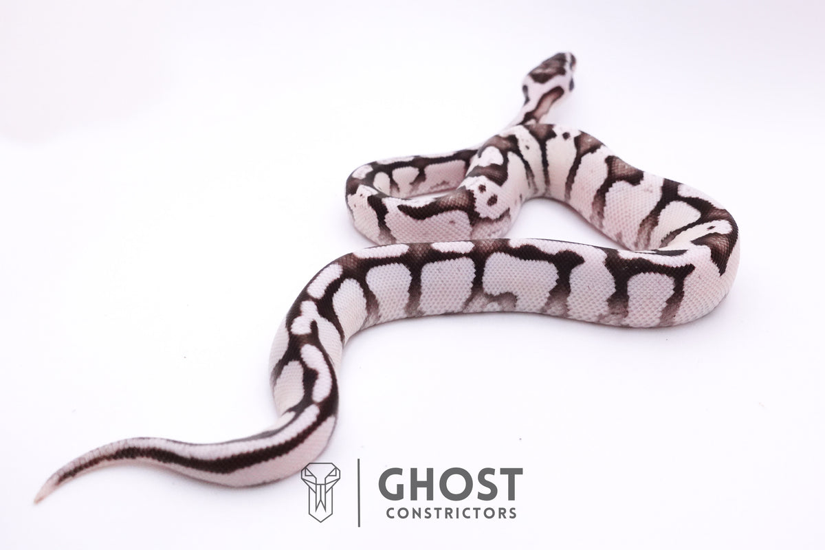 Fire Enchi Axanthic VPI Ball Python — Male, 2025 hatch, captive-bred by Ghost Constrictors
