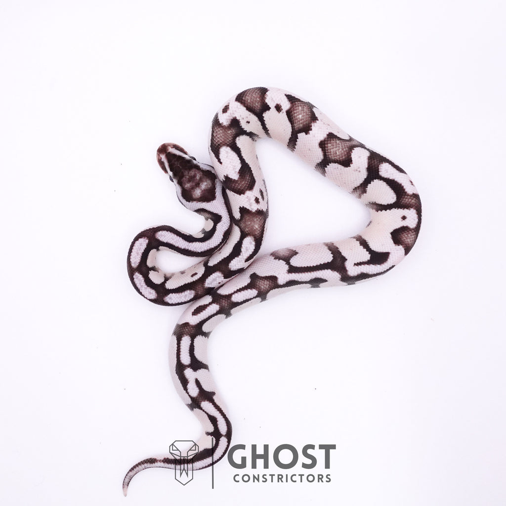 Fire Enchi Axanthic VPI Ball Python — Male, 2025 hatch, captive-bred by Ghost Constrictors