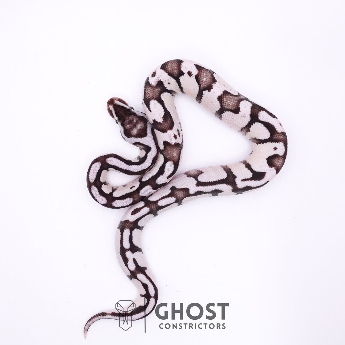 Fire Enchi Axanthic VPI Ball Python — Male, 2025 hatch, captive-bred by Ghost Constrictors