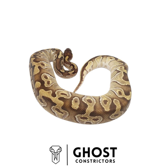 Mojave Enchi Asphalt/YB Female | Possible Het Monsoon