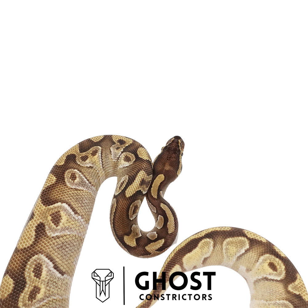 Mojave Enchi Asphalt/YB Female | Possible Het Monsoon
