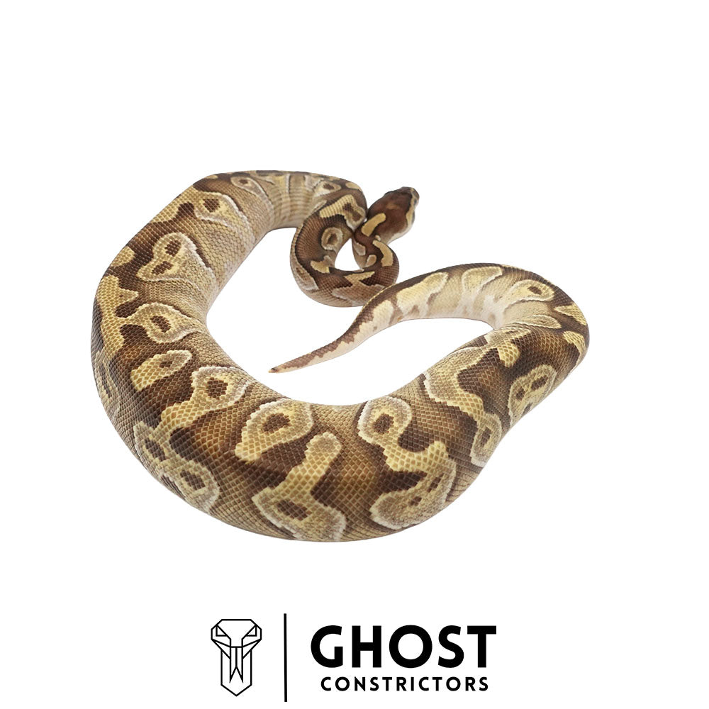 Mojave Enchi Asphalt/YB Female | Possible Het Monsoon