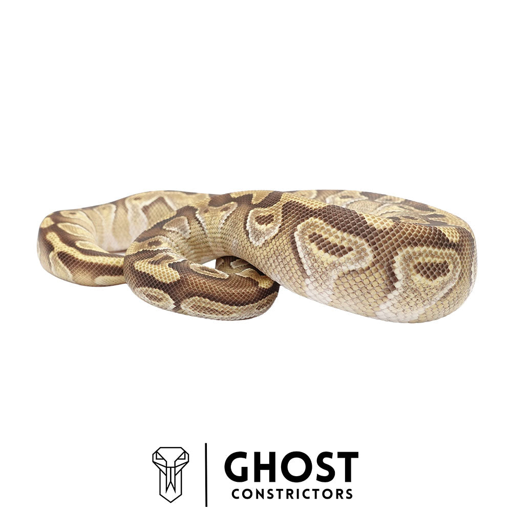 Mojave Enchi Asphalt/YB Female | Possible Het Monsoon