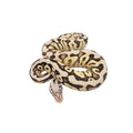 Super Pastel Fire Ball Python for Sale