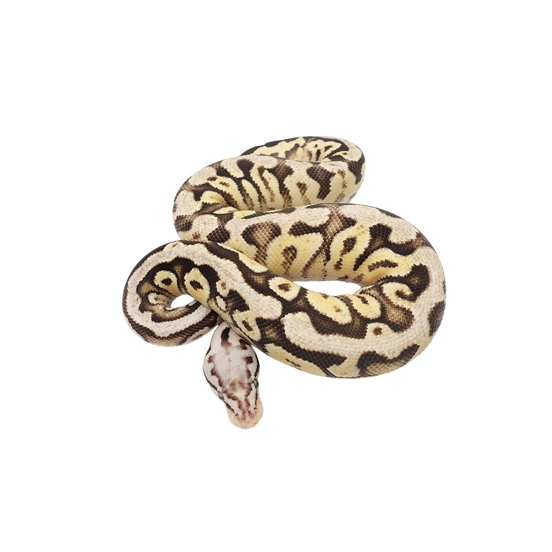 Super Pastel Fire Ball Python for Sale