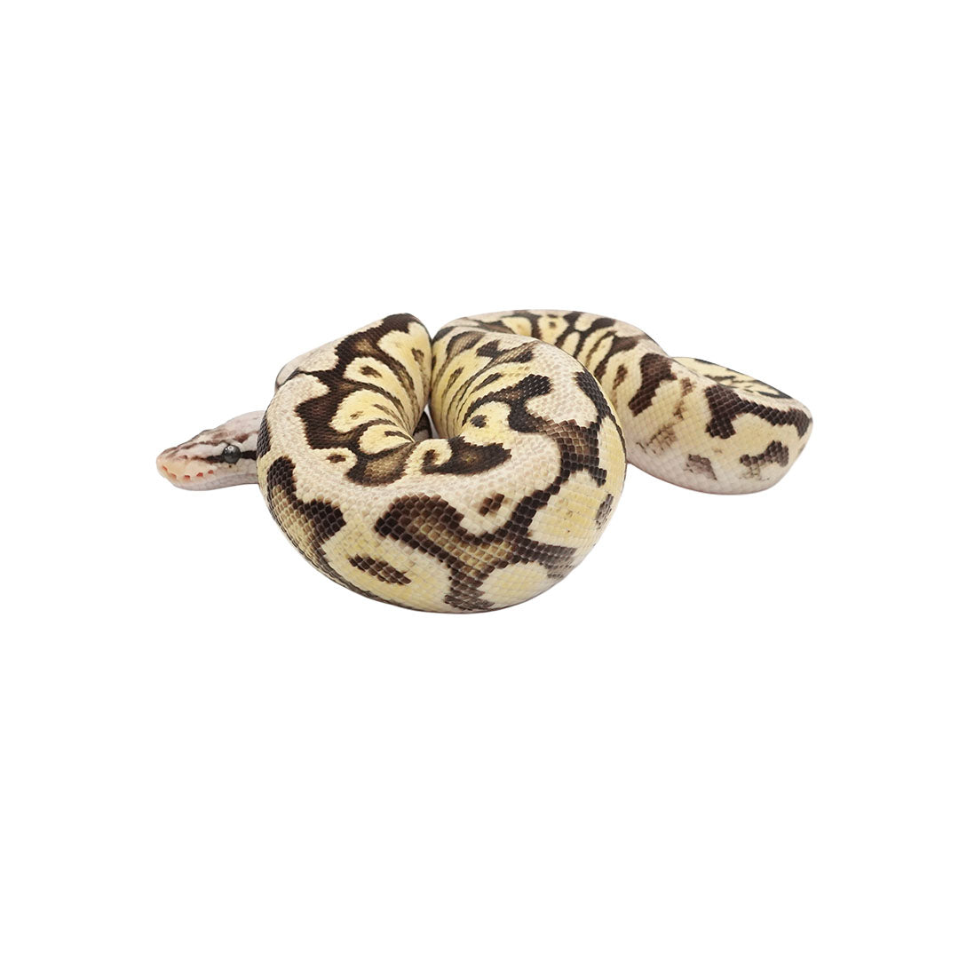 Super Pastel Fire Ball Python for Sale