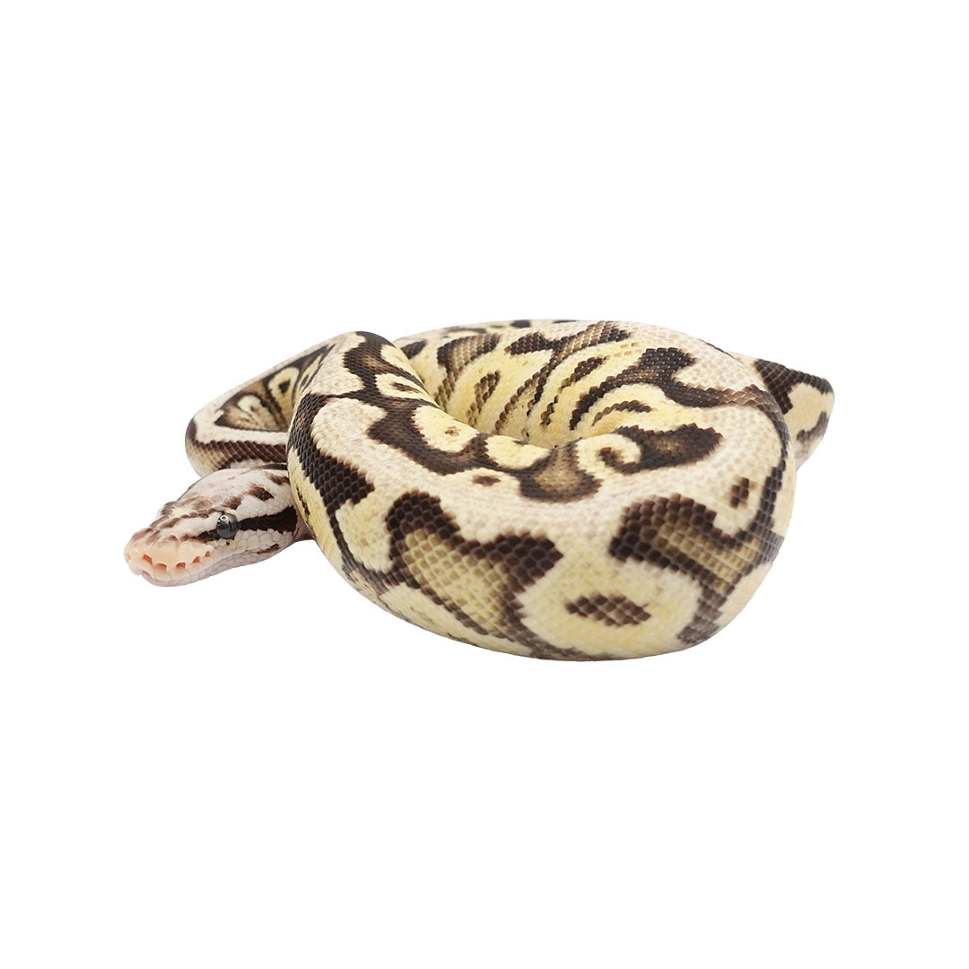 Super Pastel Fire Ball Python for Sale