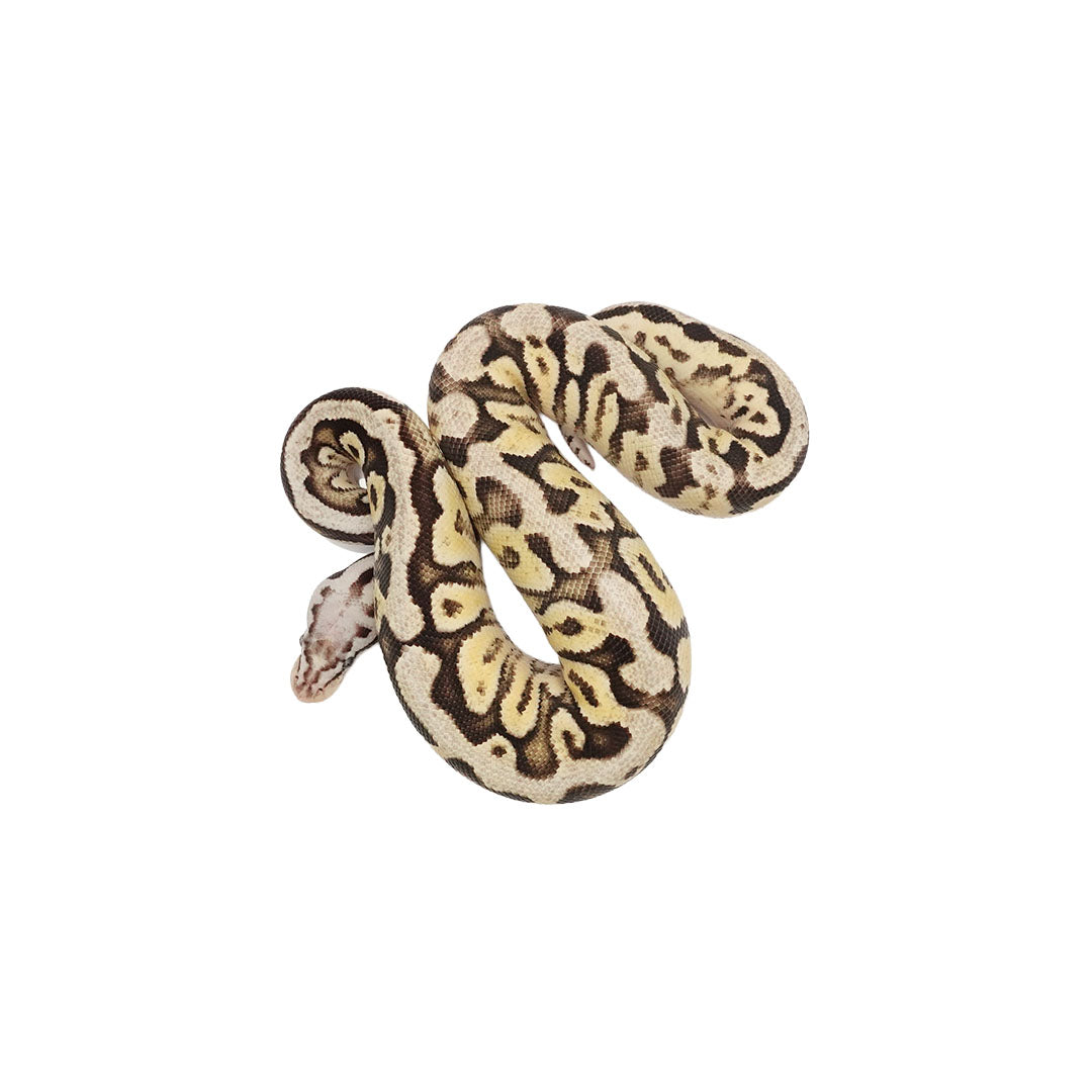 Super Pastel Fire Ball Python for Sale