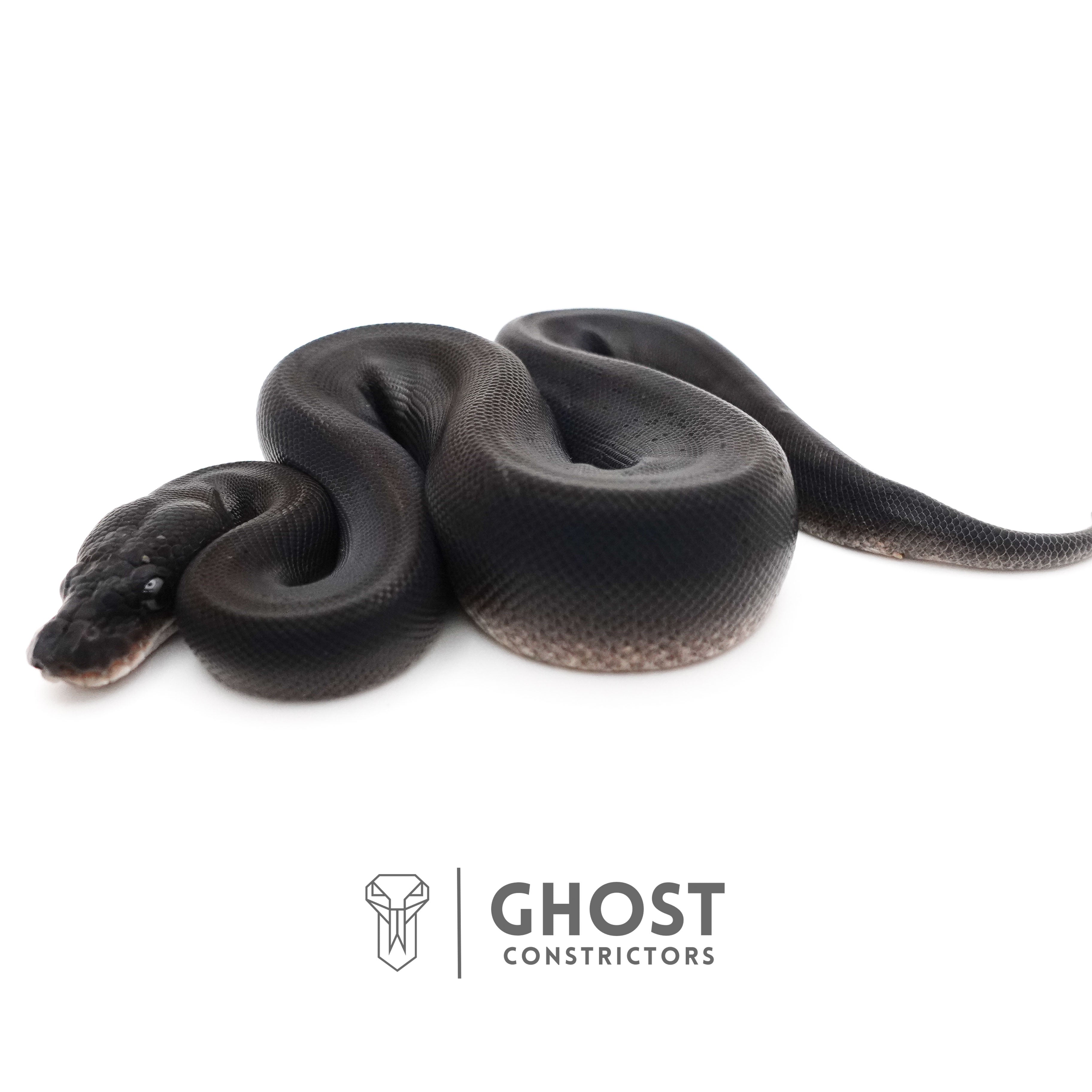 Obsidian Black Ball Python for Sale – Ghost Constrictors