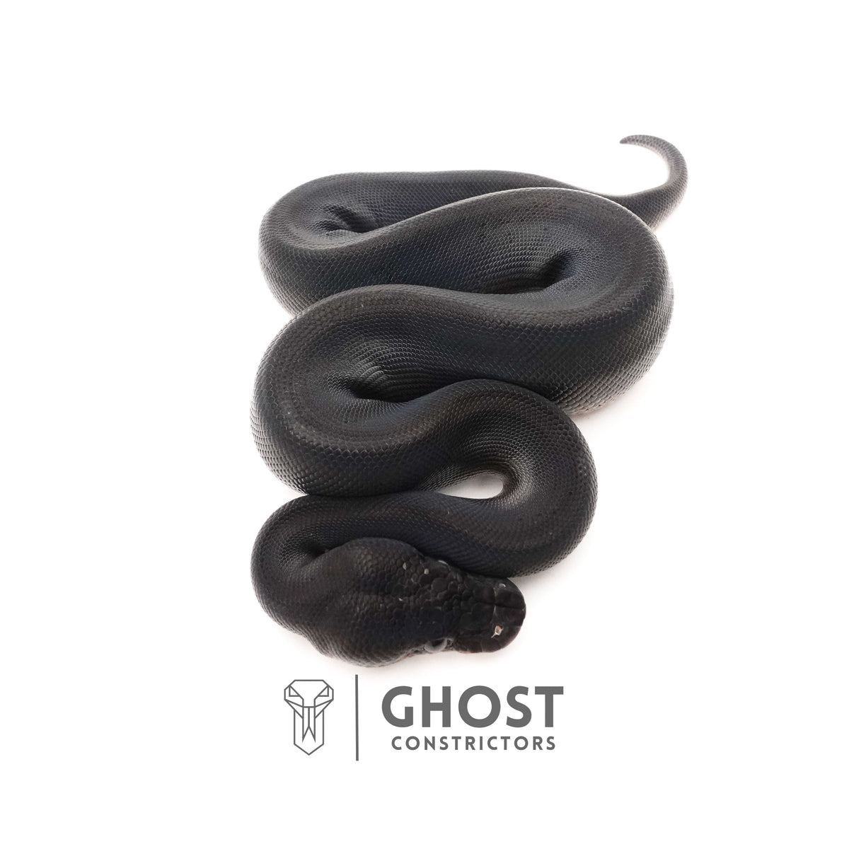 Obsidian Black Ball Python for Sale | The Darkness Morph — Male, 2025 hatch, captive-bred by Ghost Constrictors