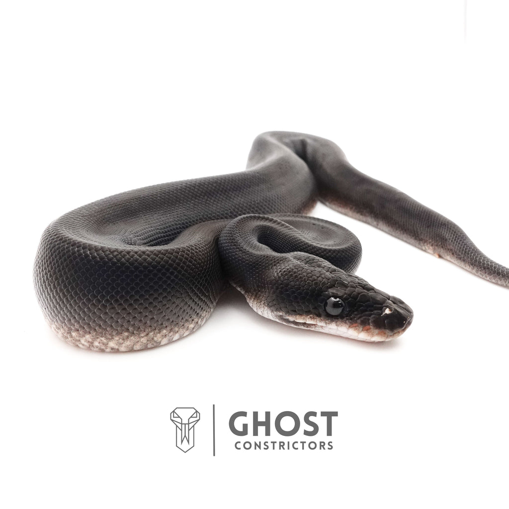 Obsidian Black Ball Python for Sale | The Darkness Morph — Male, 2025 hatch, captive-bred by Ghost Constrictors