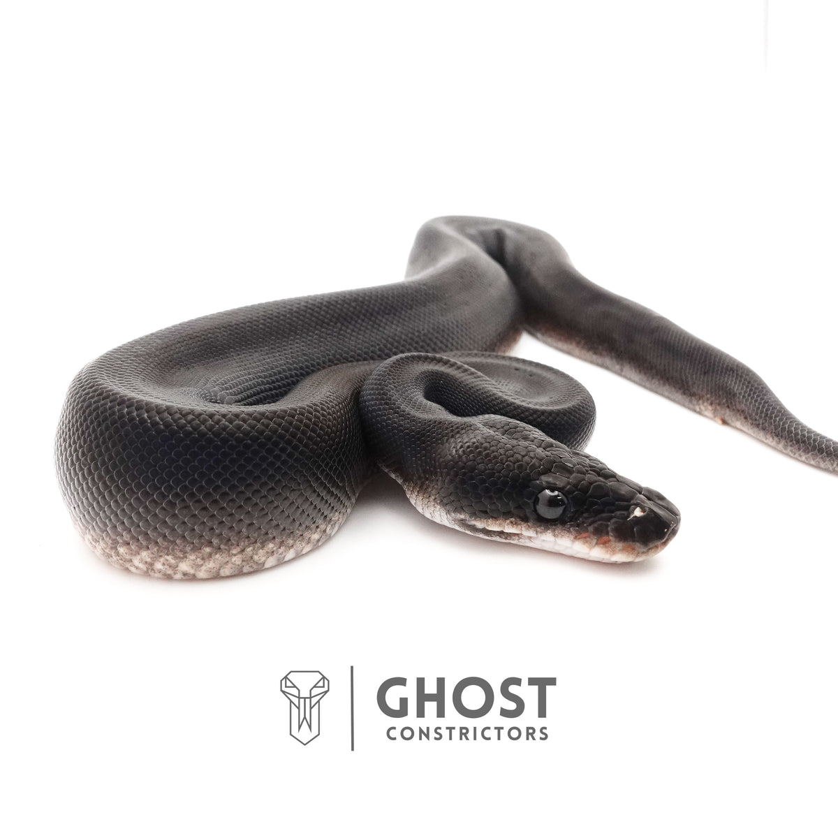 Obsidian Black Ball Python for Sale | The Darkness Morph — Male, 2025 hatch, captive-bred by Ghost Constrictors