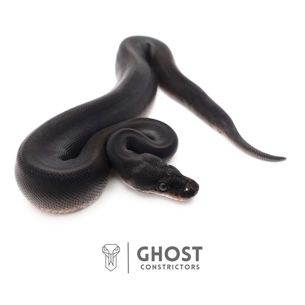 Obsidian Black Ball Python for Sale | The Darkness Morph — Male, 2025 hatch, captive-bred by Ghost Constrictors