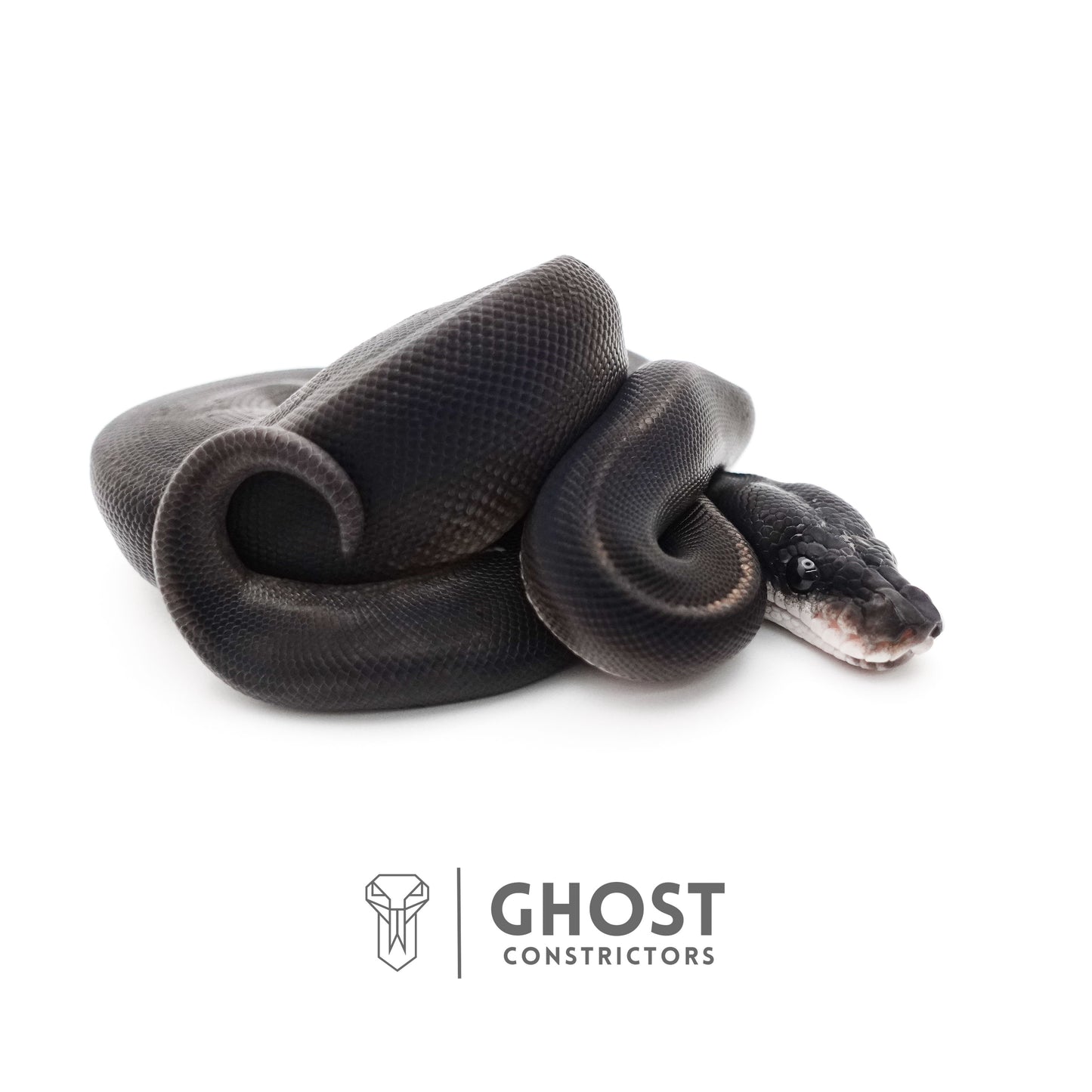 Obsidian Black Ball Python for Sale