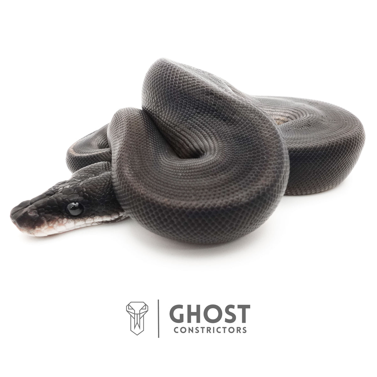 Obsidian Black Ball Python for Sale — Female, 2025 hatch, captive-bred by Ghost Constrictors