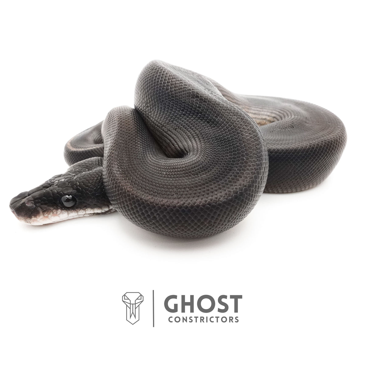 Obsidian Black Ball Python for Sale — Female, 2025 hatch, captive-bred by Ghost Constrictors