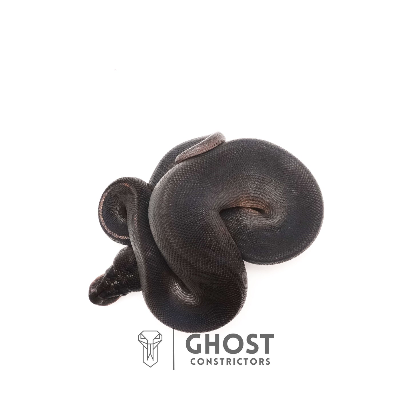 Obsidian Black Ball Python for Sale