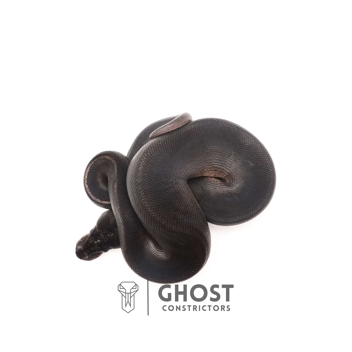 Obsidian Black Ball Python for Sale — Female, 2025 hatch, captive-bred by Ghost Constrictors