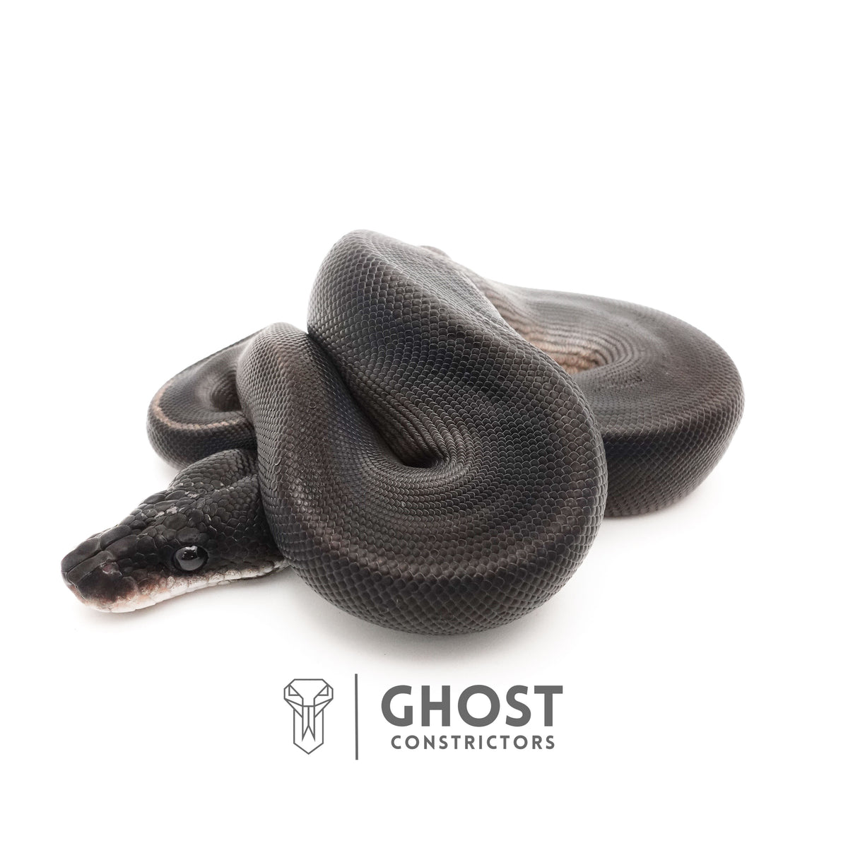 Obsidian Black Ball Python for Sale — Female, 2025 hatch, captive-bred by Ghost Constrictors