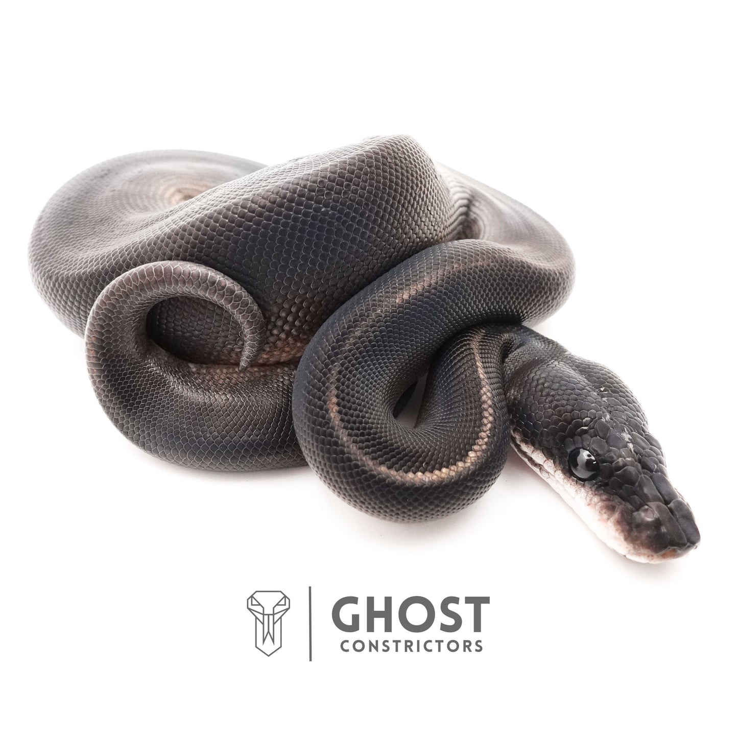 Obsidian Black Ball Python for Sale