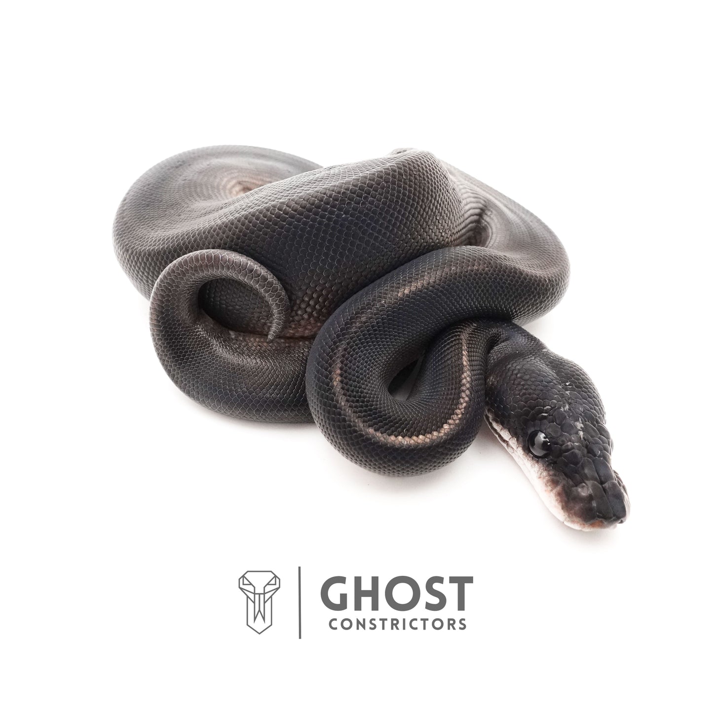 Obsidian Black Ball Python for Sale