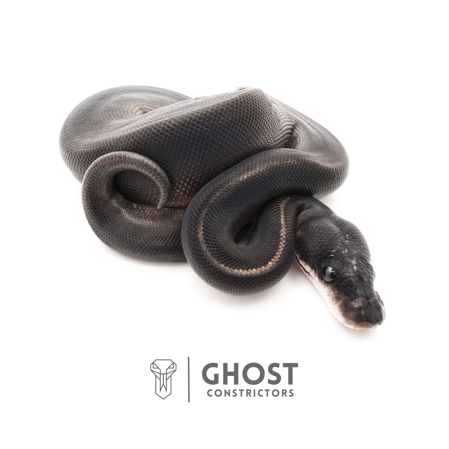 Obsidian Black Ball Python for Sale