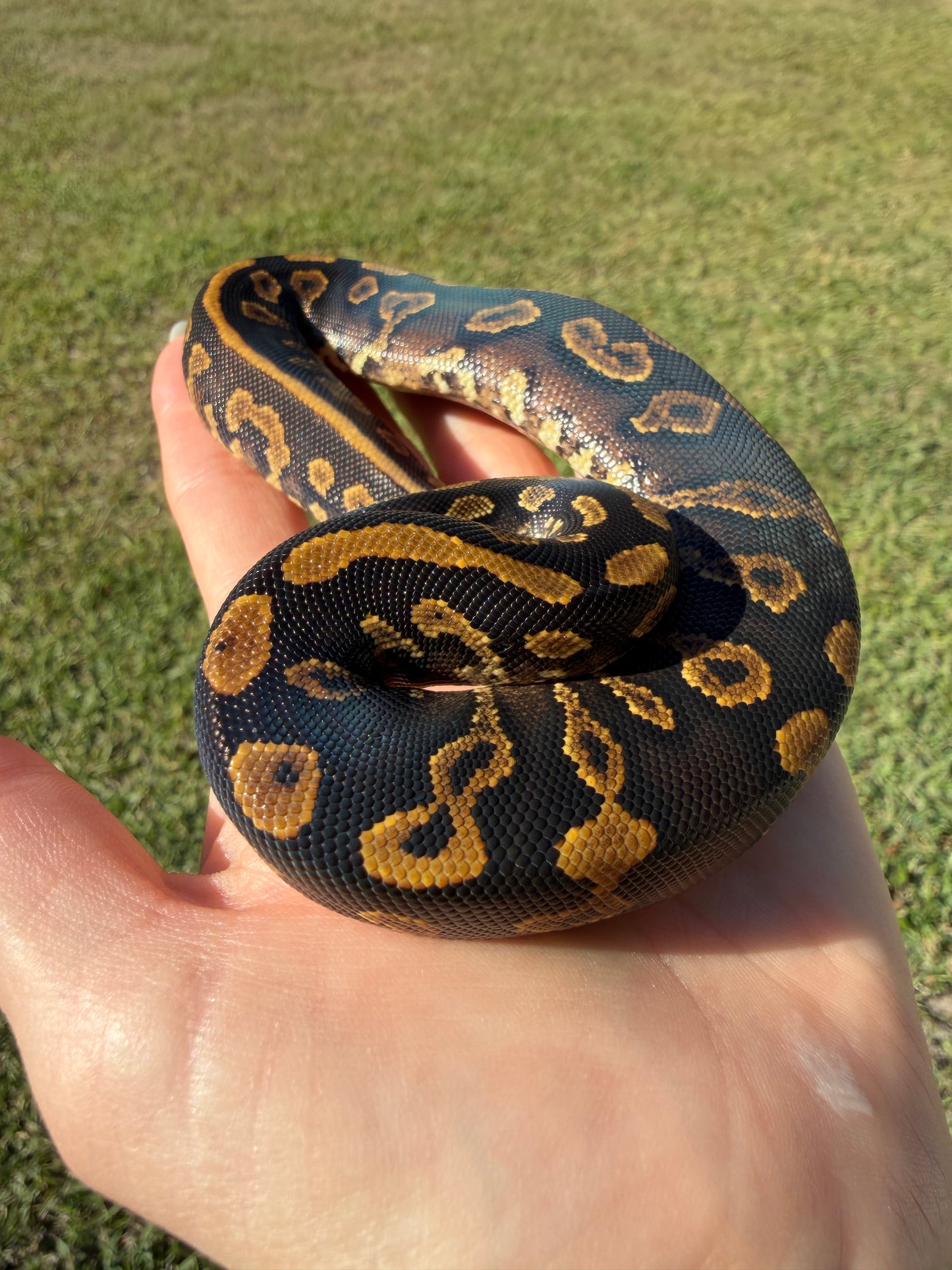 GHI Mahogany