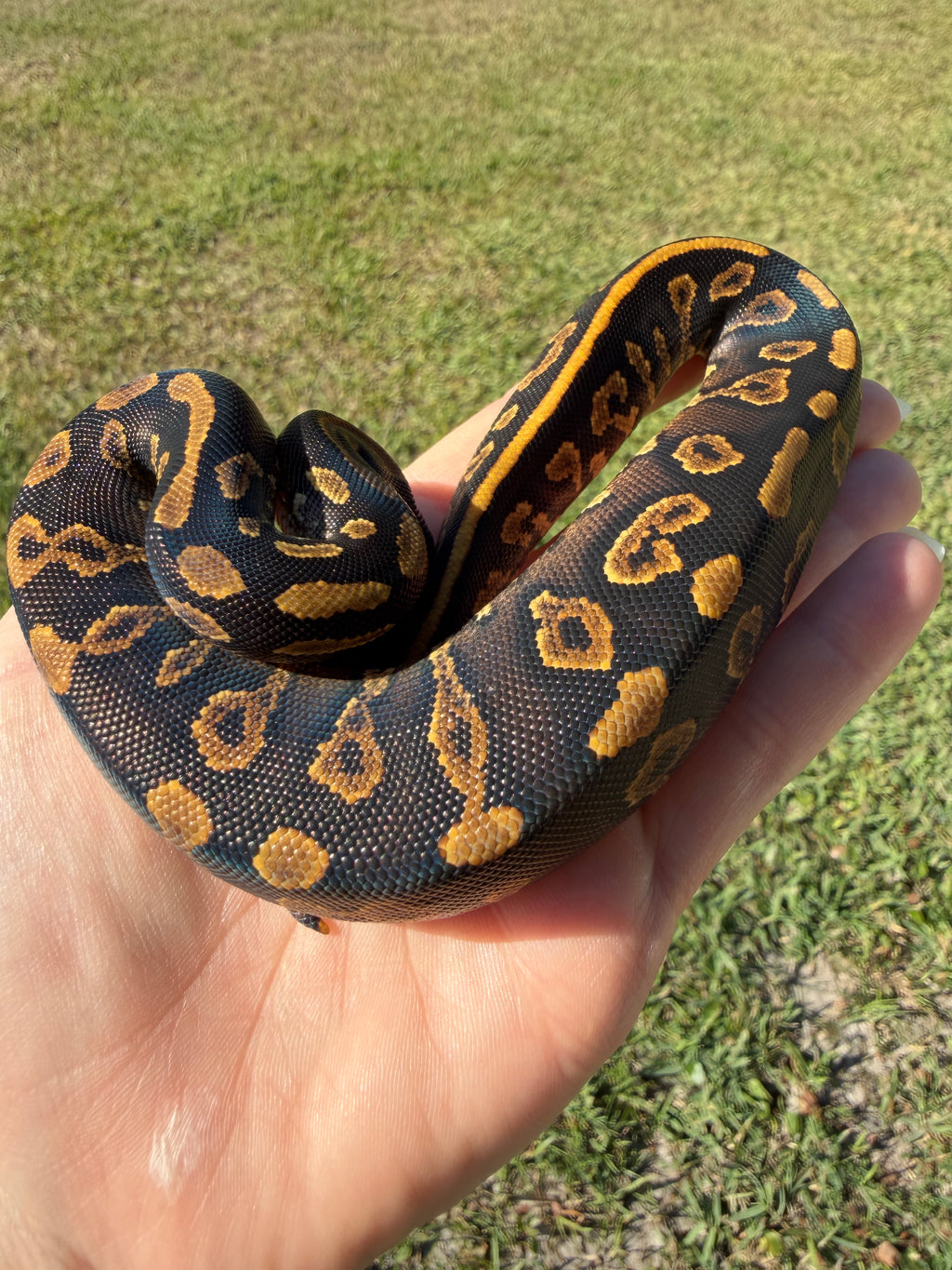 GHI Mahogany — Female, 2026 hatch, captive-bred by Ghost Constrictors