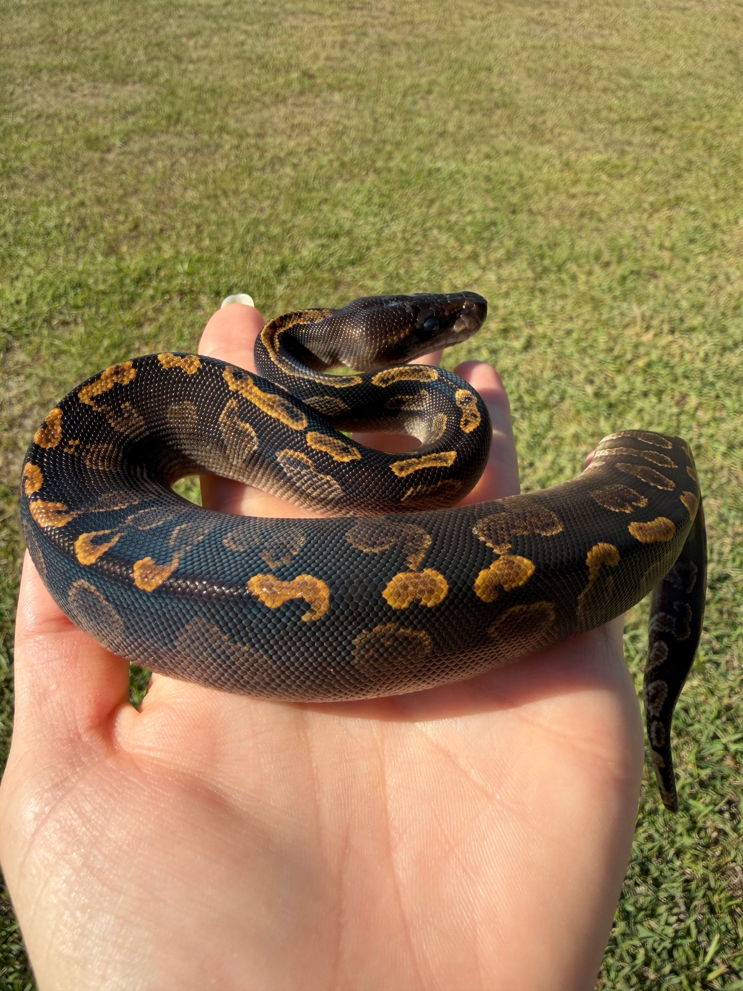 Black Head GHI Mahogany