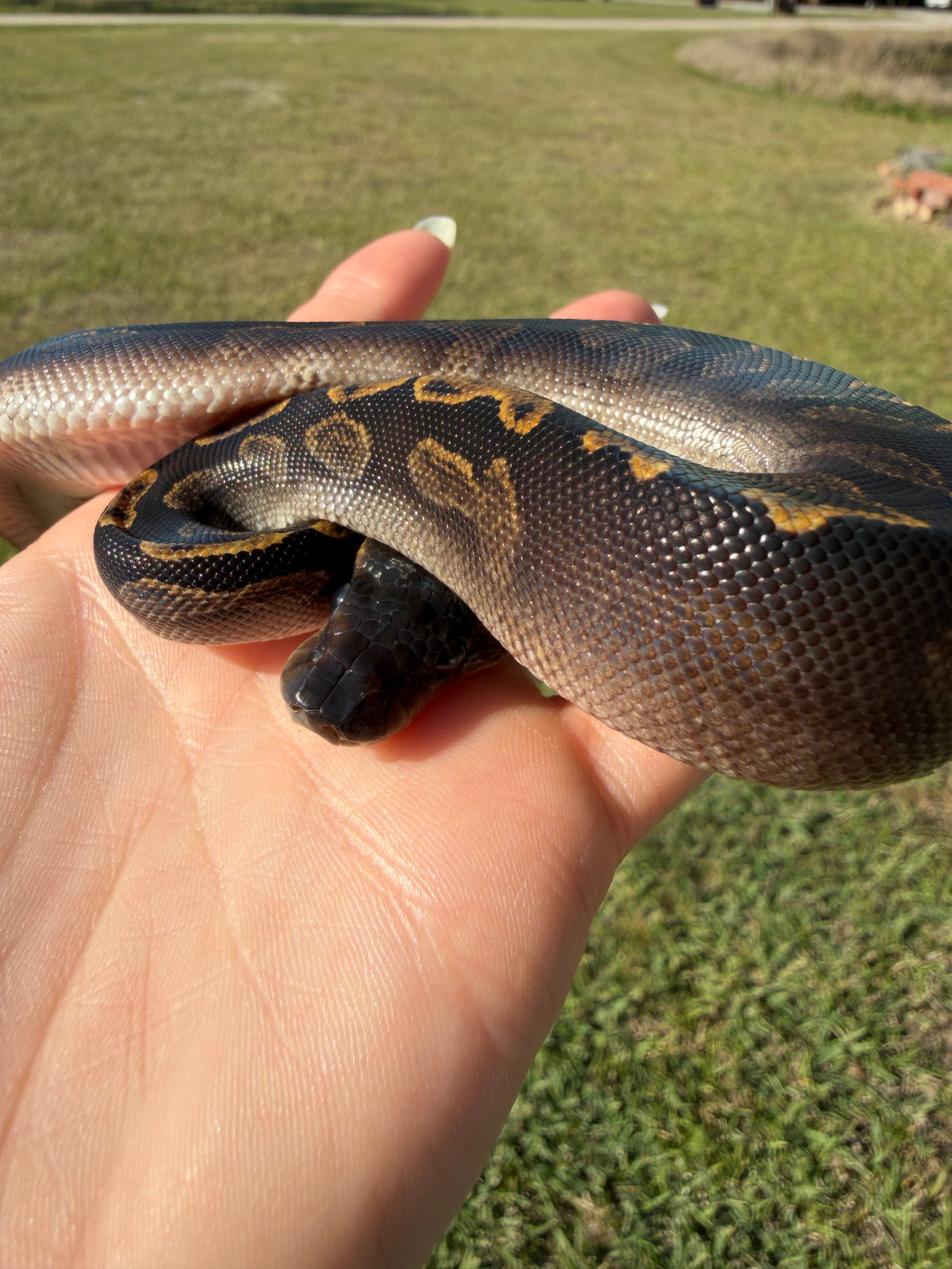 Black Head GHI Mahogany — Female, 2026 hatch, captive-bred by Ghost Constrictors