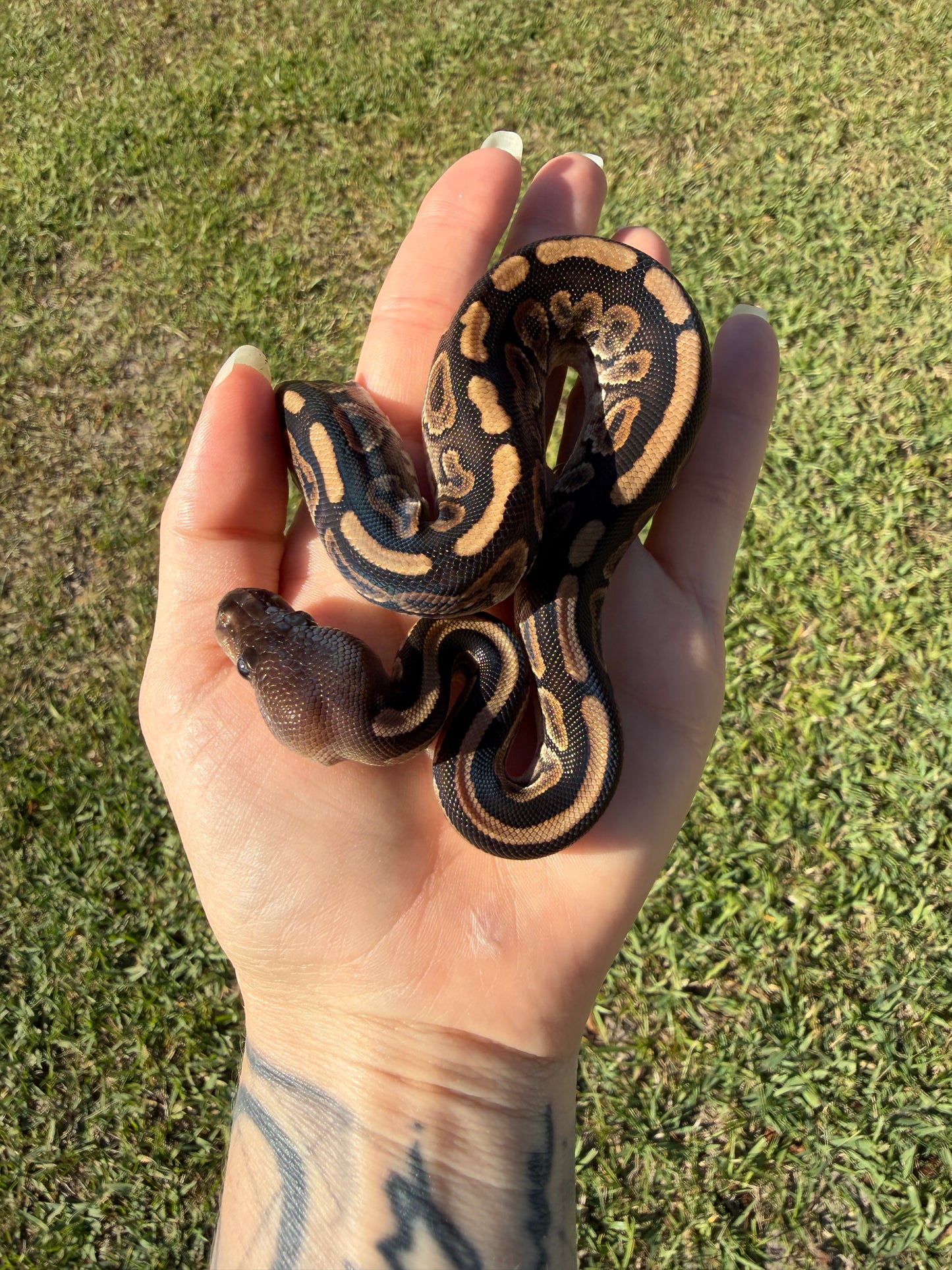 Cinnamon GHI Mahogany