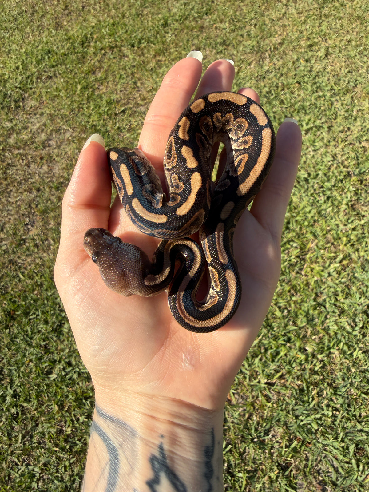 Cinnamon GHI Mahogany — Female, 2026 hatch, captive-bred by Ghost Constrictors