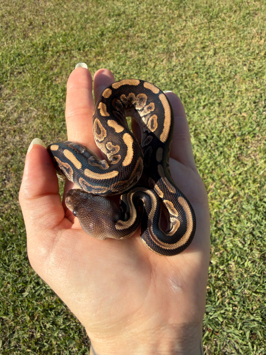 Cinnamon GHI Mahogany