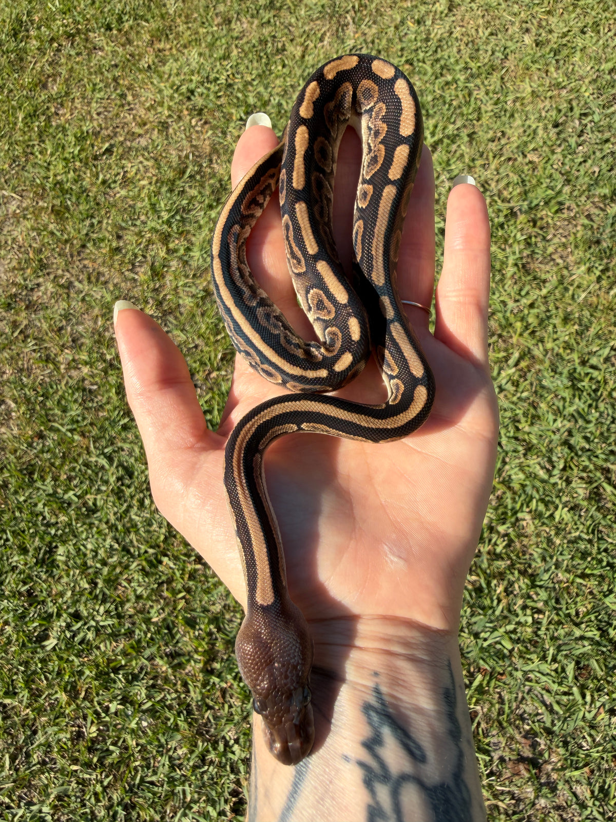 Cinnamon GHI Mahogany — Female, 2026 hatch, captive-bred by Ghost Constrictors